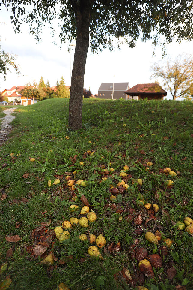 Zahlreiche Obstbäume in und um Konstanz werfen derzeit ihre Früchte ab.