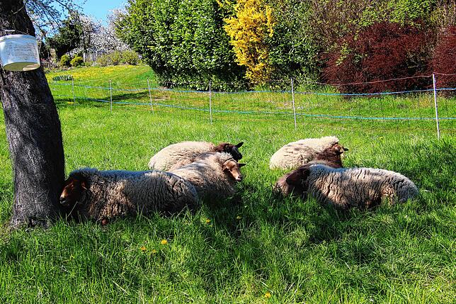 Bei den warmen Temperaturen liegen die Schafe im kühlen Schatten.
