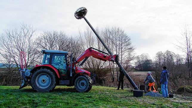 Auf Initiative von Thomas Stärk (Zweiter von rechts) wurde im Hohentengener Ried ein Storchennest zur Bruthilfe für die Weißstörche ...