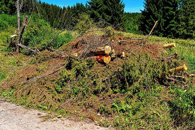 Wenn Bäume gefällt werden, nutzt das Forstamt nicht das gesamte Holz. Hier können auch Bürger zum Zug kommen.