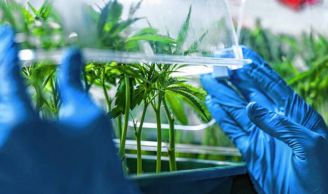 Im sogenannten Klonraum des Pharmaunternehmens Aurora im Chemiepark Leuna begutachtet ein Mitarbeiter Cannabis-Stecklinge.