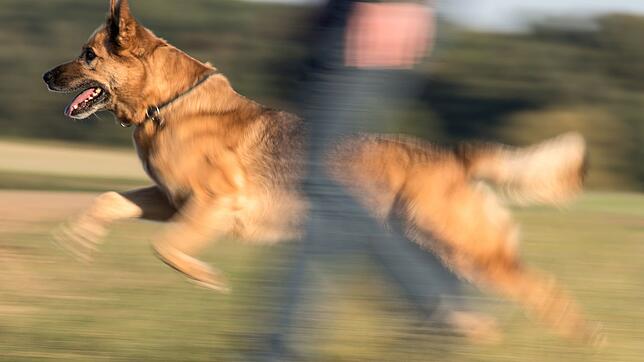 Ein freilaufender Hund hat in Waldshut Menschen und einen weiteren Hund attackiert. (Symbolbild)