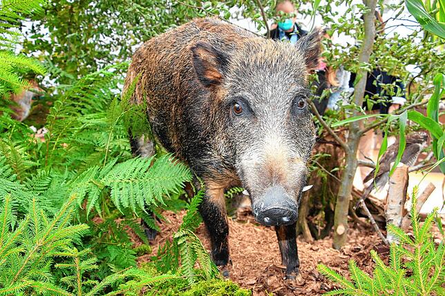 Wildschweine sind unverwechselbar: Ihre gedrungene Statur, ihr borstiges Fell und ihr ausgeprägter Rüssel sind typisch für die Urform ...