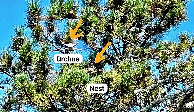 Mit der Drohne war das Nest der Asiatischen Hornisse besser zu erkennen als vom Boden aus.