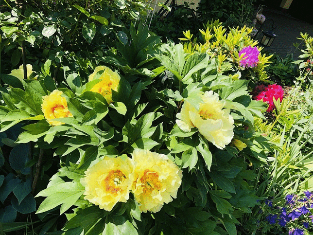 Bild 16: #SKverbindet: Das sind die schönsten Gartenprojekte unserer Leser