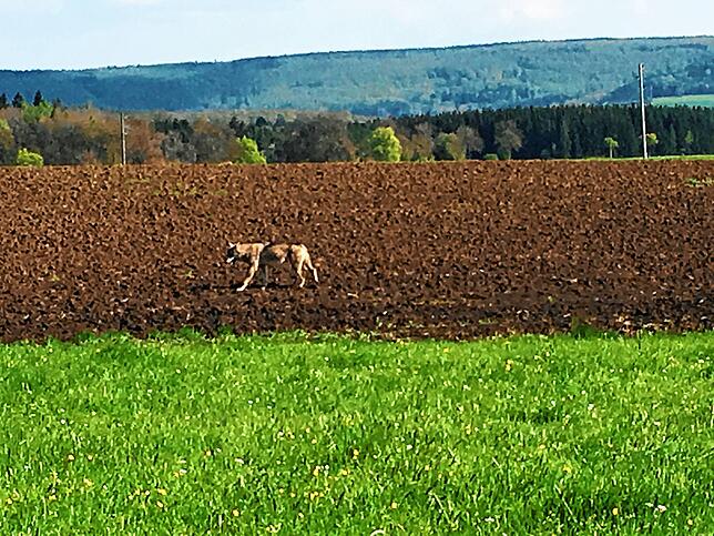 Ein Wolf, aufgenommen auf der Baar-Hochfläche bei Bad Dürrheim.