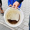 Rattenfund: Die Wanderratte wurde in einem Fischbacher Wohngebiet hinter Mülltonnen eingefangen.