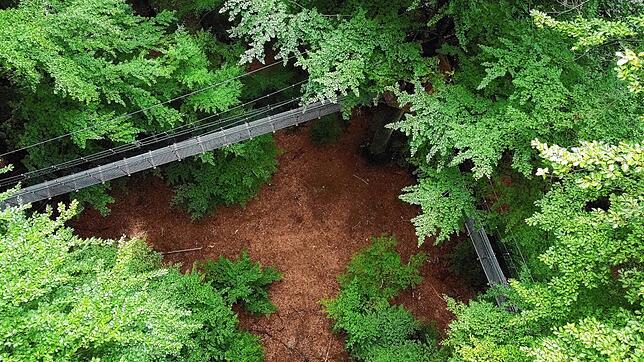 Die höchste Stelle des Treewalks auf dem Affenberg Salem aus der Berberaffen-Perspektive von den Baumwimpfeln aus. Hier ist die ...
