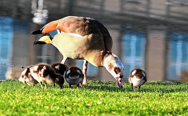 Nilgänse wurden im 18. Jahrhundert als Ziervögel in Mitteleuropa eingebürgert.