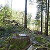 Wegen Borkenkäfern und Stürmen mussten im Stadtwald in den vergangenen Jahren mehr Bäume gefällt werden als geplant. Im Bild ist eine ...