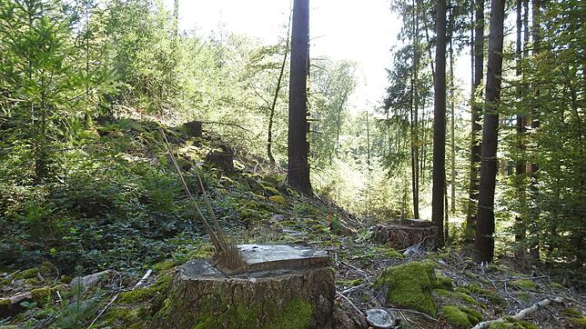 Wegen Borkenkäfern und Stürmen mussten im Stadtwald in den vergangenen Jahren mehr Bäume gefällt werden als geplant. Im Bild ist eine ...