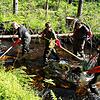 Das Team um Peter Weisser, staatlicher Fischereiaufseher (links), beim Abfischen im Schwarzenbächle.
