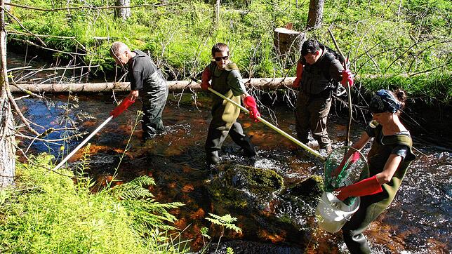 Das Team um Peter Weisser, staatlicher Fischereiaufseher (links), beim Abfischen im Schwarzenbächle.