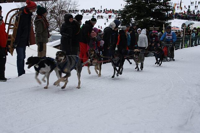 Bild 7: Das Internationale Schlittenhunderennen in Todtmoos 2019 in Bildern