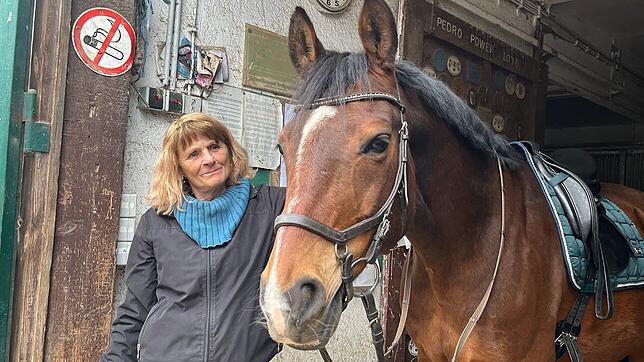 Obwohl es in der Umgebung vereinzelte Druse-Fälle gab, blieb der Stall im Sickenbühl vollständig frei von Infektionen. Pferd Salute ist ...