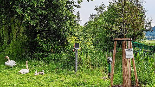 Entlang des Naturpfads am Lindenhain gibt es nicht nur allerlei Wissenswertes über die dort lebenden Tiere zu erfahren, sondern auch ...