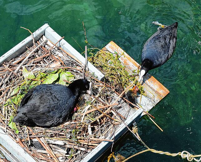 Bild 2: Hallo Welt! Immer mehr Küken bei Familie Blässhuhn auf dem Minifloß im Bodmaner Hafen schlüpfen