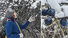 Bild : Die Schlehe ist ein Superstrauch: Blüten, Beeren, Blätter und sogar das Holz lassen sich verwerten