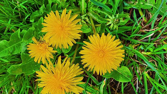 Schmeckt: Blüte und Blätter vom Löwenzahn.