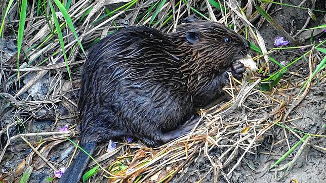Ein junger Biber im Herbst 2019 am Eisweiher in Stockach. Am Schwanz sei zu erkennen, dass es ein Jungtier ist, erklärt Sabrina ...