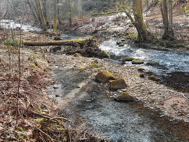 Der Biber fällt Bäume vor allem über den Winter. Im Sommer erreicht er Nahrung oft auch an Büschen.