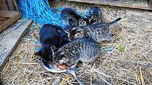 Dieser Katzenwurf hat Glück, er wird von Klettgauer Tierfreunden versorgt und in gute Hände vermittelt.