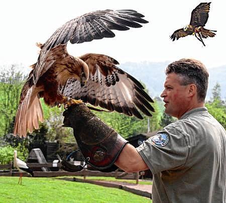Im Vogelpark Steinen werden auch regelmäßig Greifvogel-Schauen mit Falknern gezeigt.