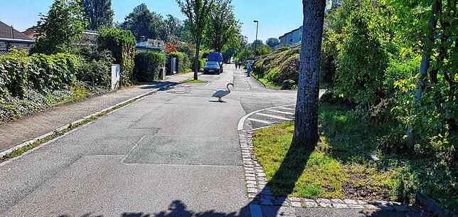 In Dingelsdorf war am Wochenende dieser Schwan auf den Straßen des Konstanzer Vorortes unterwegs. Er ließ sich bei seinem Spaziergang ...