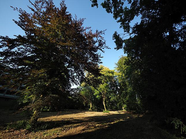 Prächtige Bäume: Um ihren Erhalt sorgen sich Anwohner, die Mitglieder des Vereins Bürgerpark und auch viele Kommunalpolitiker.