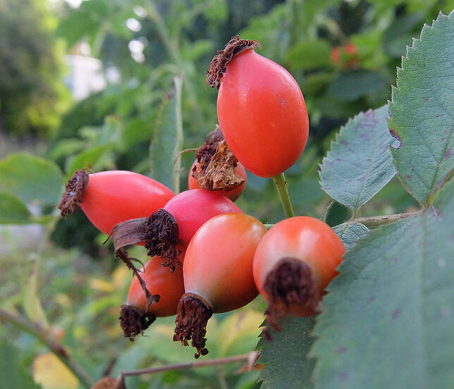 Bild 1: Den Herbst im Winter genießen: Hagebutten-Likör selbst gemacht