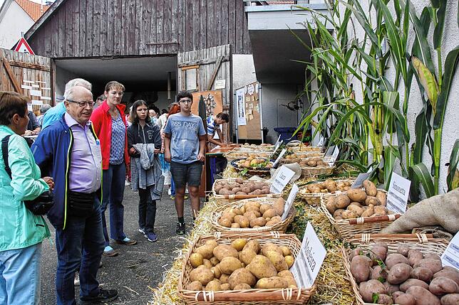In der Ausstellung des Landratsamts erfuhren die Besucher Wissenswertes über Sorten und den Anbau bis zur Verwendung von Kartoffeln.