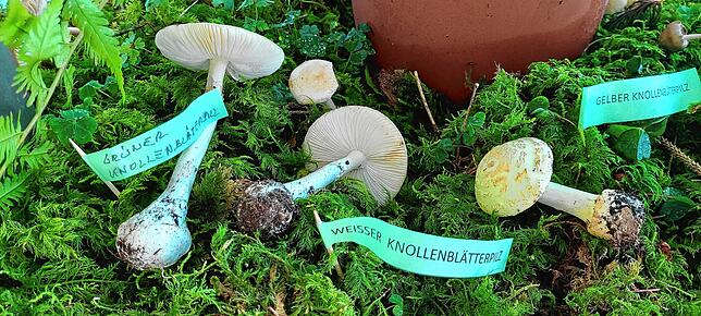 Diese Arten sollte jeder kennen: Der grüne Knollenblätterpilz (Amanita phalloides, links) und der Weiße Knollenblätterpilz (Mitte) sind ...