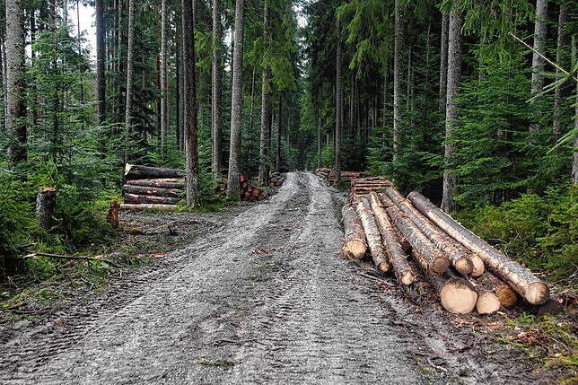 Bild 21: Bilder-Story: Rundgang im von den Sturmtiefs Sabine, Bianca und Diana beschädigten VS-Wald