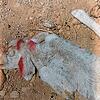 Schon 2019 entdeckten die Tierärzte und Behördenvertreter in der Schafherde tote Tiere.