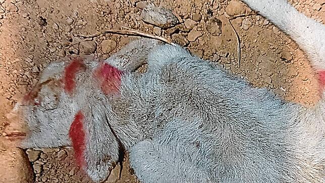 Schon 2019 entdeckten die Tierärzte und Behördenvertreter in der Schafherde tote Tiere.
