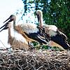 Hier ist der SÜDKURIER-Storch mit der Nummer &bdquo;AAM85&ldquo; (links) im Horst auf dem Kassenhäuschen am Affenberg in Salem zu sehen, ...
