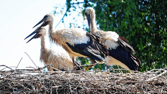 Hier ist der SÜDKURIER-Storch mit der Nummer &bdquo;AAM85&ldquo; (links) im Horst auf dem Kassenhäuschen am Affenberg in Salem zu sehen, ...