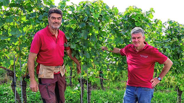 Rebmeister Hubert Gutemann (links) und Tobias Keck, Geschäftsführer des Winzervereins Hagnau, freuen sich darauf, 20 SÜDKURIER-Lesern ...