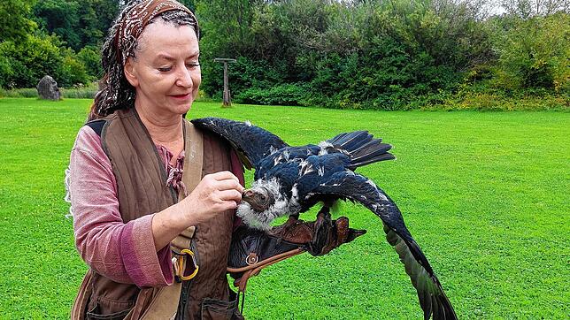 Falknerin Alexa Meininghaus hat als neue Attraktion in ihrer Show den jungen Truthahngeier. Rosalie spaziert gerne durch die ...