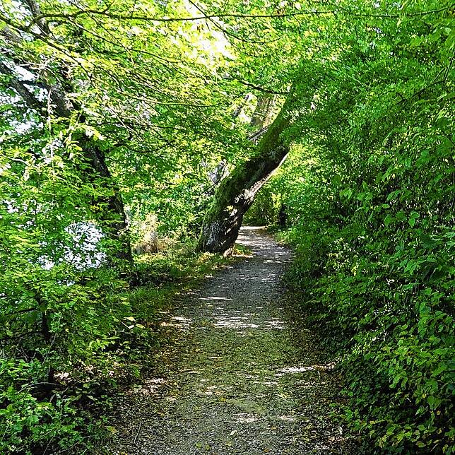 Durch diese hohle Gasse: unterwegs zwischen Güttingen und Kesswil.