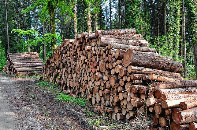 Weil die vom Borkenkäfer befallenen Stämme geschlagen werden müssen, sinkt der Holzpreis.