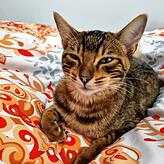 Ari, die Katze von Isabelle Dillar.