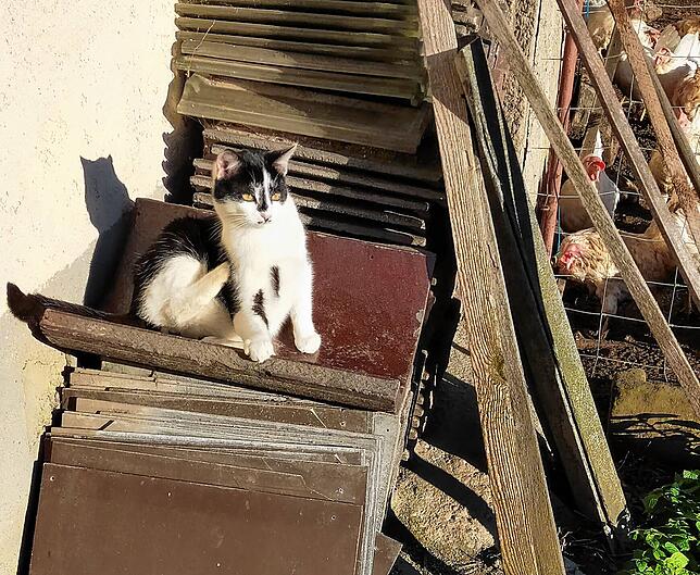 Auf rund 15 wilde Katzen schätzt die Landwirtin den Bestand der Tiere, die sie regelmäßig füttert.