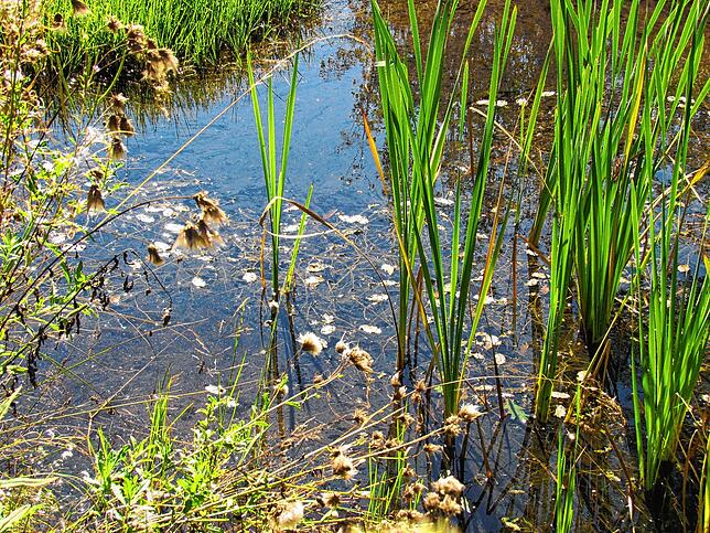 Auch für die Natur wird im Stadtwald gesorgt, seit Jahren werden planmäßig Feuchtbiotope angelegt.