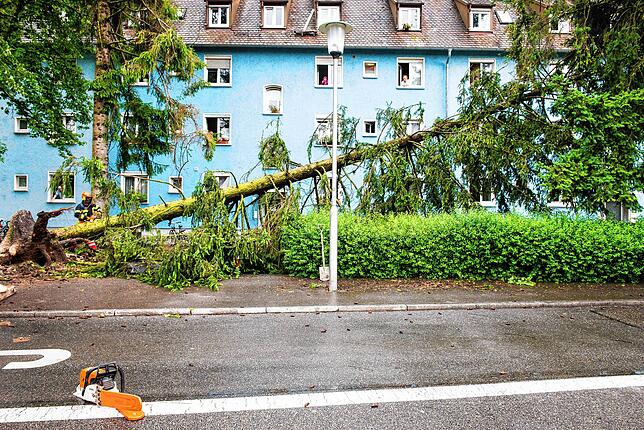 Ein etwa 25 Meter hoher Baum, der Ende Juli in der Ailinger Straße entwurzelt worden ist.