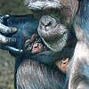 Im März 2025 ist ein Schimpansen-Baby im Zoo Basel auf die Welt gekommen. Mutter Kitoko (31) und ihre Tochter Wasili sind wohlauf.