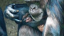 Im März 2025 ist ein Schimpansen-Baby im Zoo Basel auf die Welt gekommen. Mutter Kitoko (31) und ihre Tochter Wasili sind wohlauf.