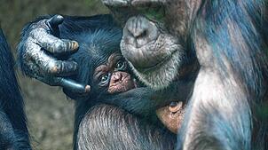 Im März 2025 ist ein Schimpansen-Baby im Zoo Basel auf die Welt gekommen. Mutter Kitoko (31) und ihre Tochter Wasili sind wohlauf.
