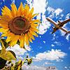 Eine Maschine der Lufthansa hebt vom Stuttgarter Flughafen über Sonnenblumen hinweg ab. Aber ist jeder Start zu nicht weit entfernten ...