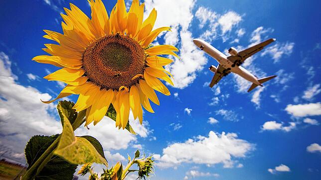 Eine Maschine der Lufthansa hebt vom Stuttgarter Flughafen über Sonnenblumen hinweg ab. Aber ist jeder Start zu nicht weit entfernten ...
